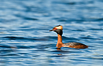 BB 09 0110 / Podiceps auritus / Horndykker